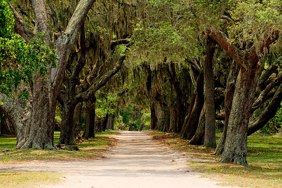 Cumberland Island, GA