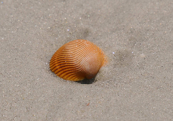 Seashell - Cumberland Island, GA