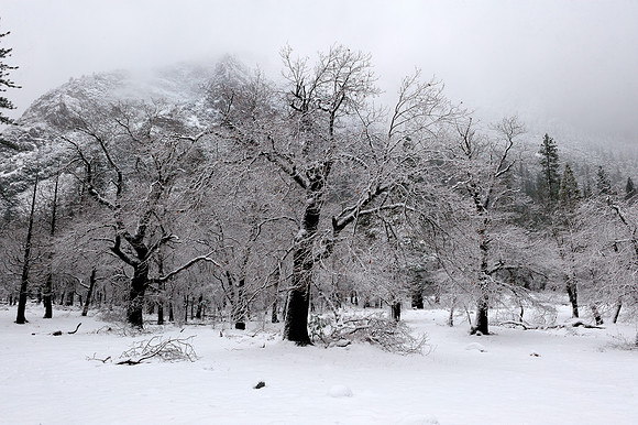 Yosemite Trees in Fresh Snow