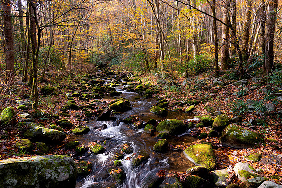 Smoky Mountains Stream