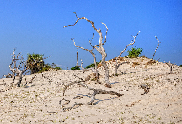 Cumberland Island, GA