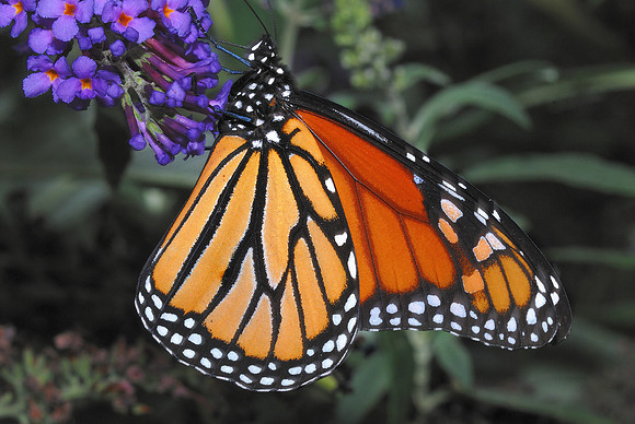 Monarch Butterfly