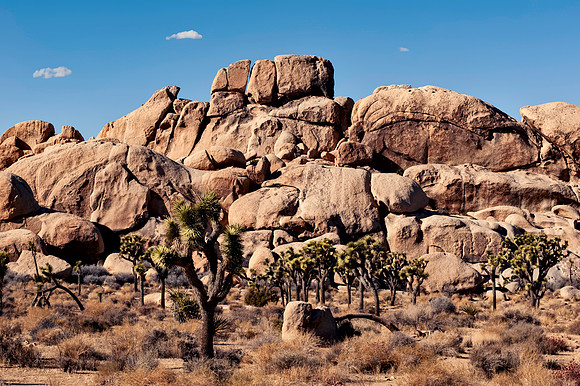 Joshua Tree National Park