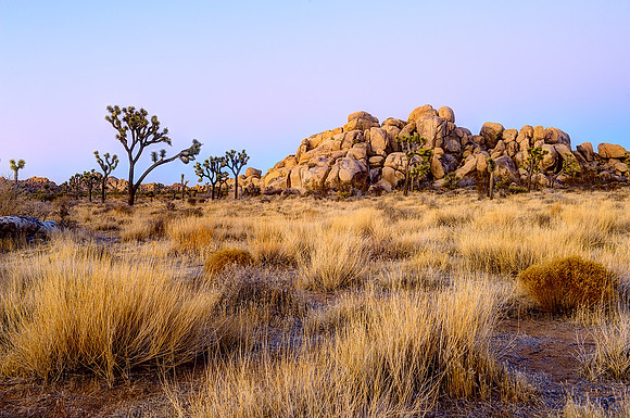 Joshua Tree National Park
