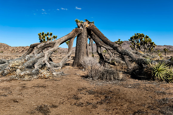 Dead Tree