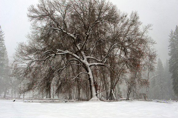 Yosemite Tree in Snowstorm